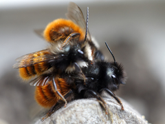 Osmia cornuta