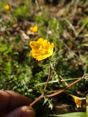 Hypecoum procumbens procumbens