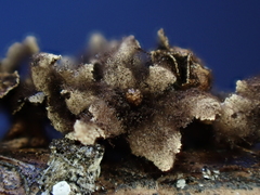 Polyschismium trevelyanii