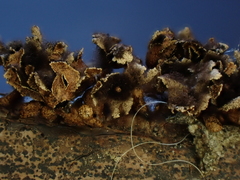 Polyschismium trevelyanii