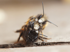 Osmia cornuta