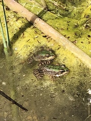 Pelophylax