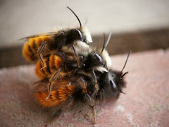 Osmia cornuta