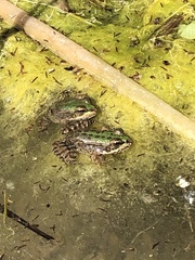 Pelophylax