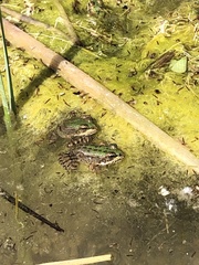 Pelophylax