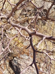 Bursera microphylla