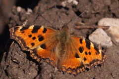 Nymphalis polychloros