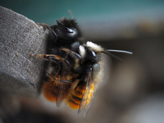 Osmia cornuta