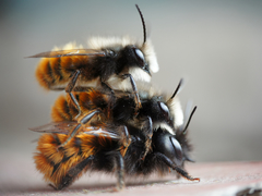 Osmia cornuta