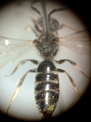 Lasioglossum pallens