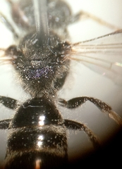 Lasioglossum pallens