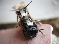 Osmia cornuta