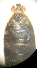 Lasioglossum pallens