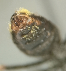 Lasioglossum pallens