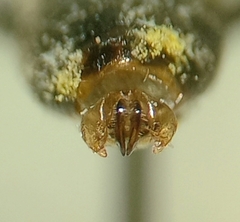 Lasioglossum pallens