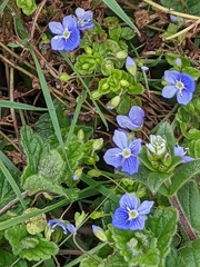 Veronica filiformis