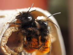 Osmia cornuta