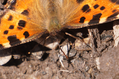 Nymphalis polychloros