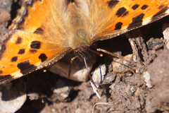 Nymphalis polychloros