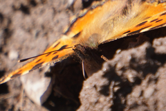 Nymphalis polychloros