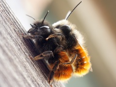 Osmia cornuta