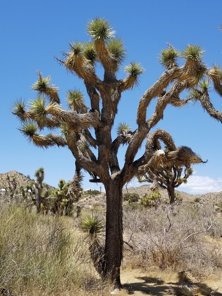 Clistoyucca brevifolia (Engelm.) Rydb. 3