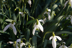Galanthus nivalis