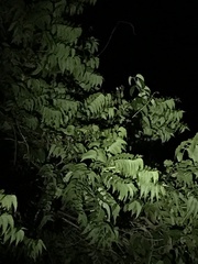 Philothamnus punctatus