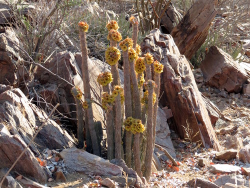Hoodia parviflora N.E.Br.