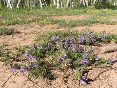 Penstemon crandallii
