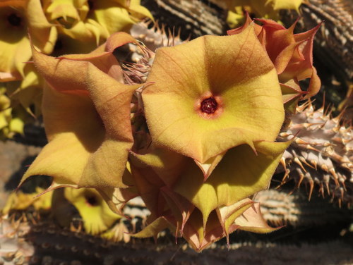 Hoodia parviflora N.E.Br. 2