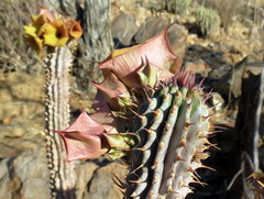 Ceropegia parviflora image