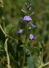 Glycine tomentella