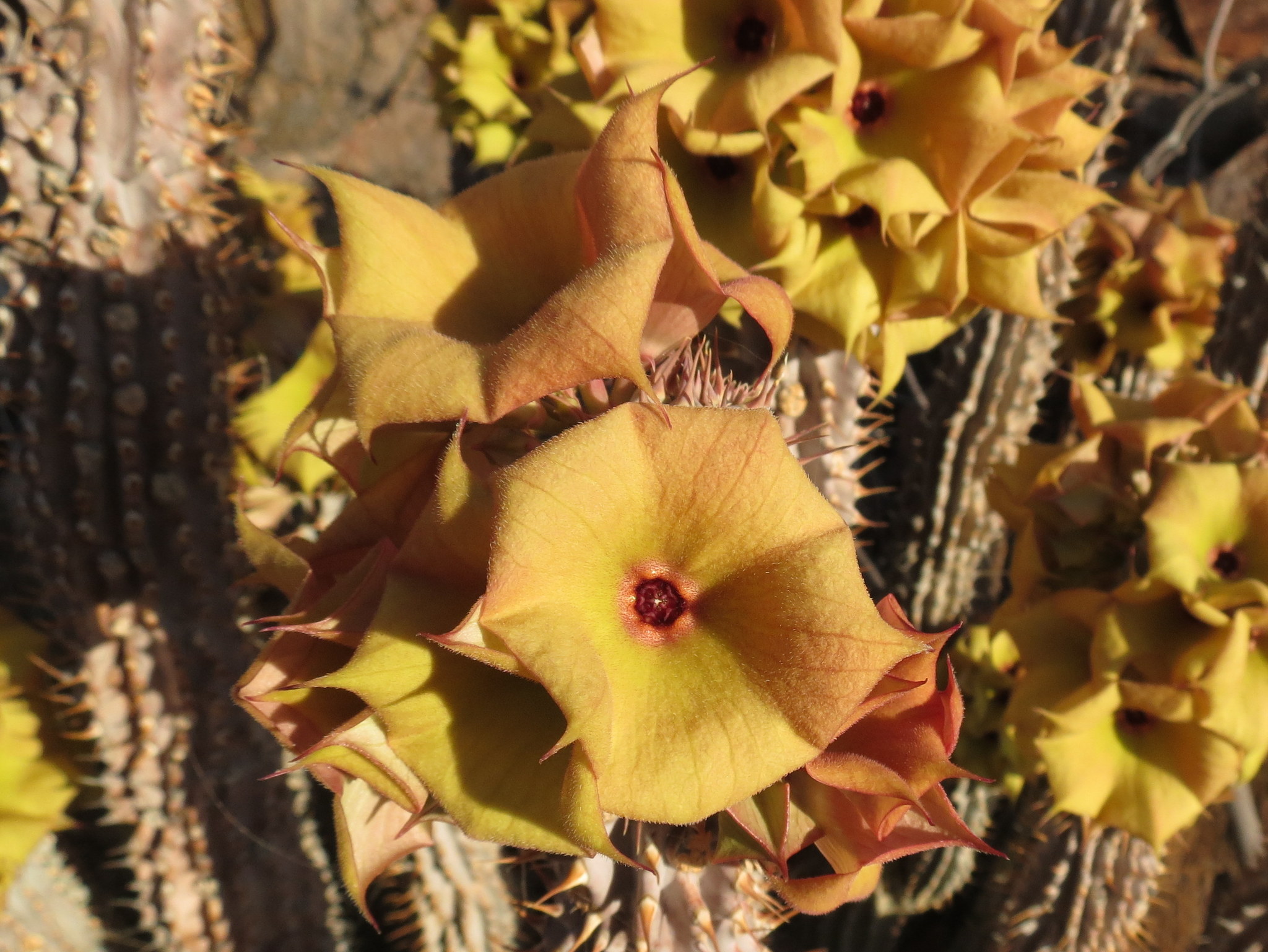 Hoodia parviflora