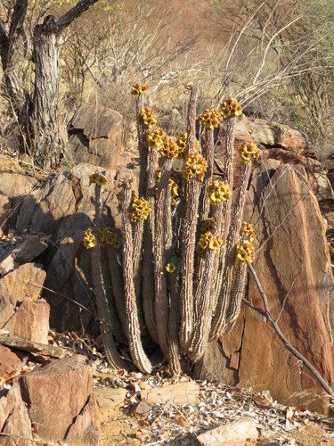 Hoodia parviflora N.E.Br. 4