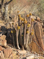 Ceropegia parviflora image