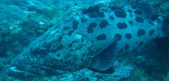 Epinephelus tukula
