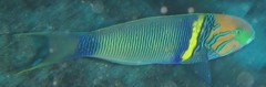 Thalassoma hebraicum