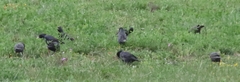 Sturnus unicolor