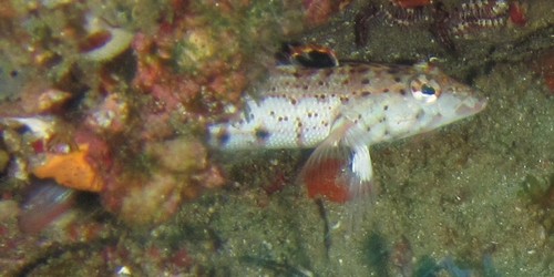 Parapercis punctulata