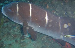 Plectorhinchus playfairi