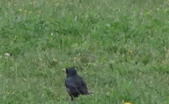Sturnus unicolor