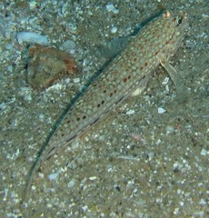Istigobius decoratus