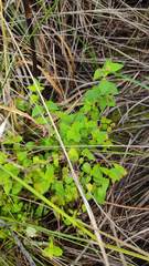 Minthostachys mollis