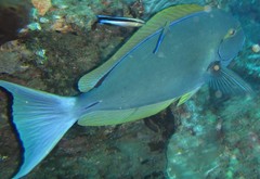 Acanthurus mata