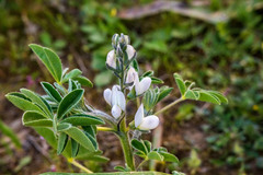 Lupinus albus