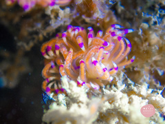 Unidentia aliciae