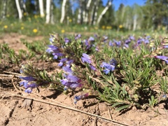 Penstemon crandallii