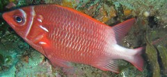 Sargocentron caudimaculatum
