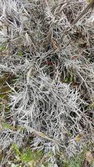 Tillandsia capillaris